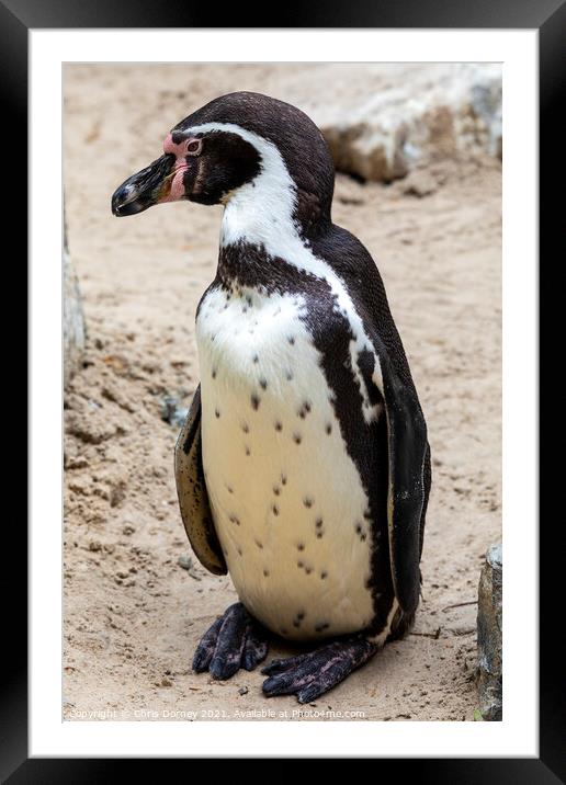 African Penguin Framed Mounted Print by Chris Dorney