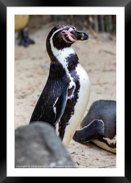 African Penguin Framed Mounted Print by Chris Dorney