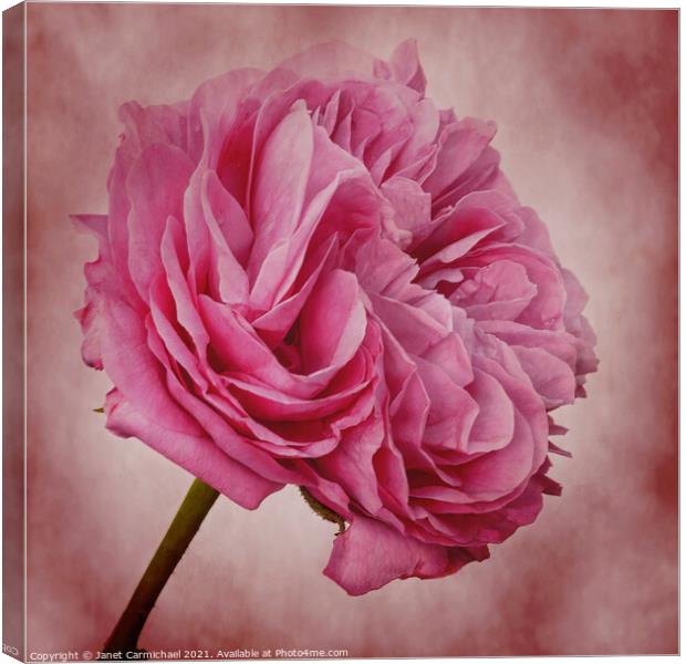 Blushing Beauty Canvas Print by Janet Carmichael