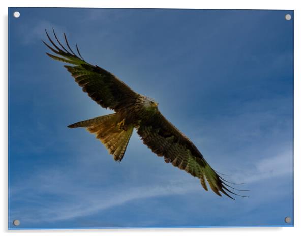 Red Kite flying against blue sky. Acrylic by Tommy Dickson