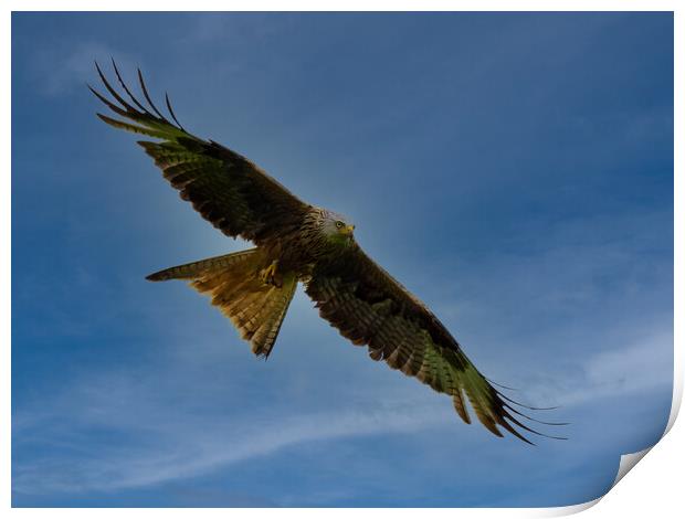 Red Kite flying against blue sky. Print by Tommy Dickson