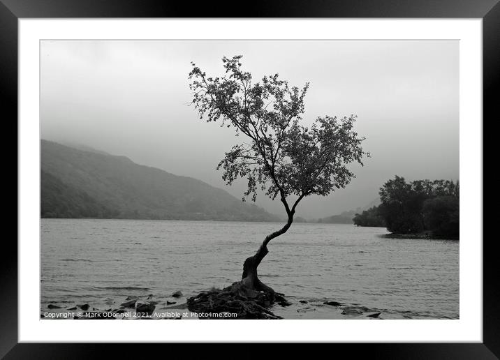 Lone Tree 1 Framed Mounted Print by Mark ODonnell