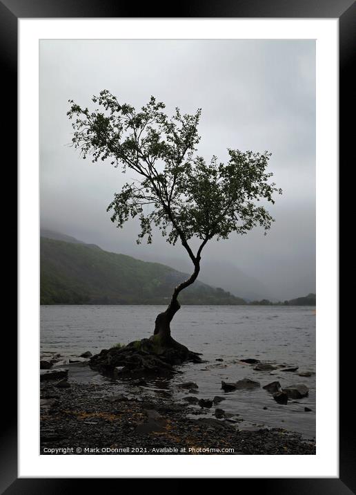 Lone Tree in Wales Framed Mounted Print by Mark ODonnell