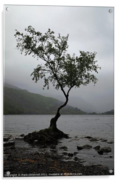 Lone Tree in Wales Acrylic by Mark ODonnell