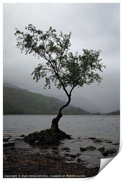 Lone Tree in Wales Print by Mark ODonnell