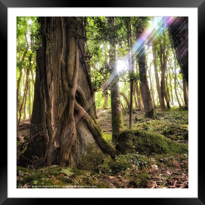Magic woodland  Framed Mounted Print by Arion Espinola