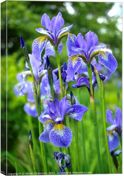 Siberian Irises Canvas Print by Alison Chambers