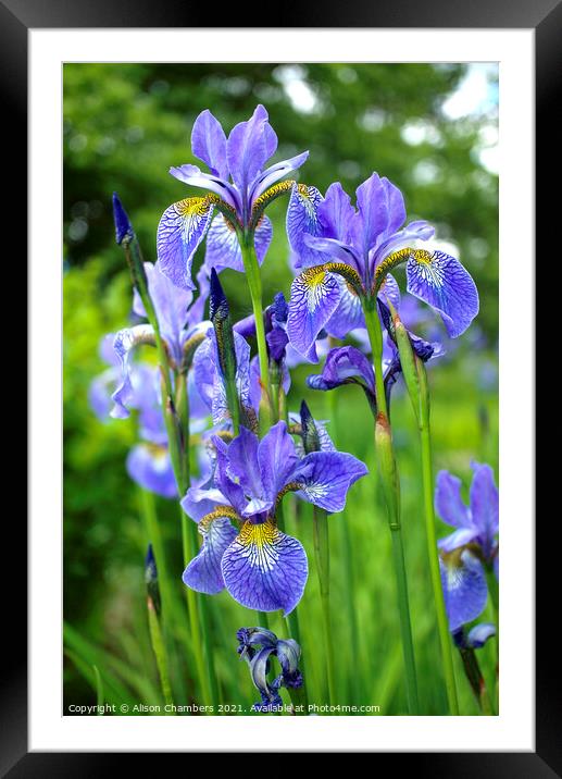 Siberian Irises Framed Mounted Print by Alison Chambers