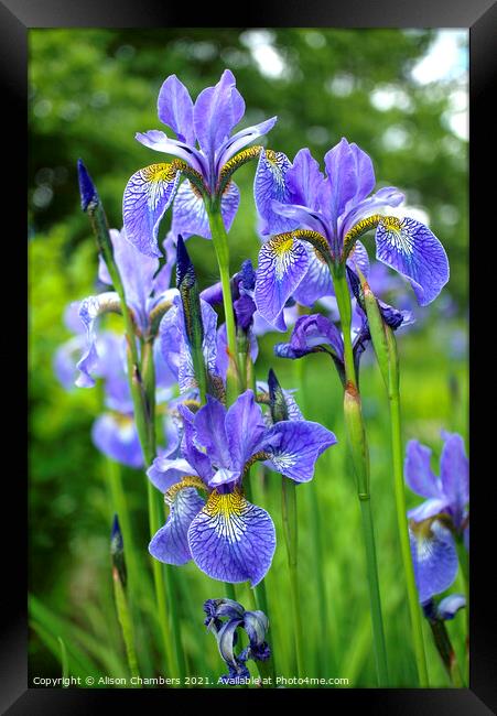 Siberian Irises Framed Print by Alison Chambers