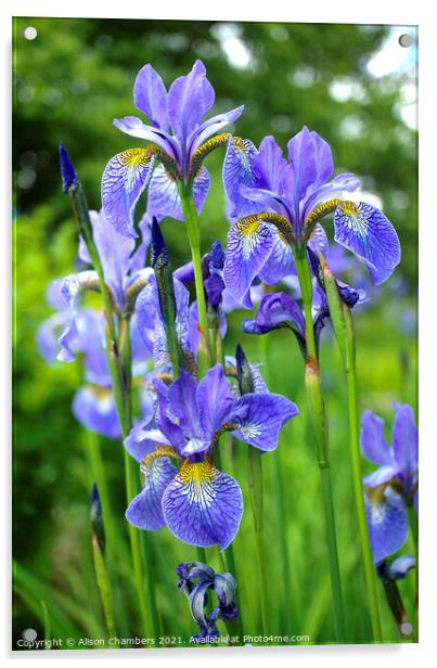 Siberian Irises Acrylic by Alison Chambers