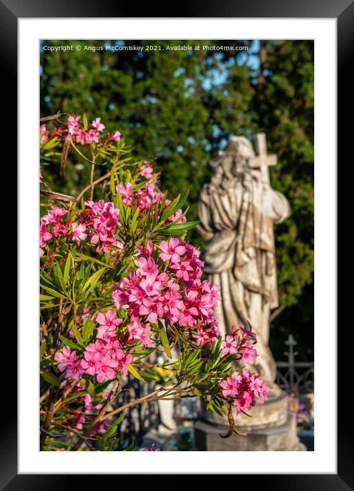 Pink oleander flowers and marble statue, Croatia Framed Mounted Print by Angus McComiskey