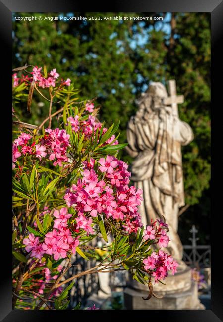 Pink oleander flowers and marble statue, Croatia Framed Print by Angus McComiskey