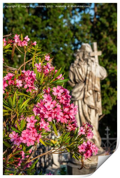 Pink oleander flowers and marble statue, Croatia Print by Angus McComiskey