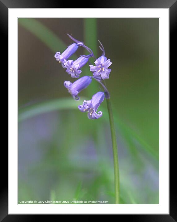 Beautiful Bluebell Framed Mounted Print by Gary Clarricoates