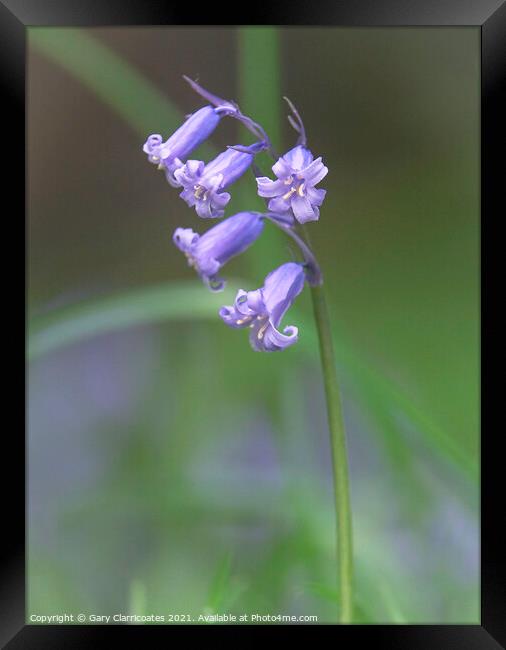 Beautiful Bluebell Framed Print by Gary Clarricoates