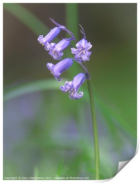 Beautiful Bluebell Print by Gary Clarricoates