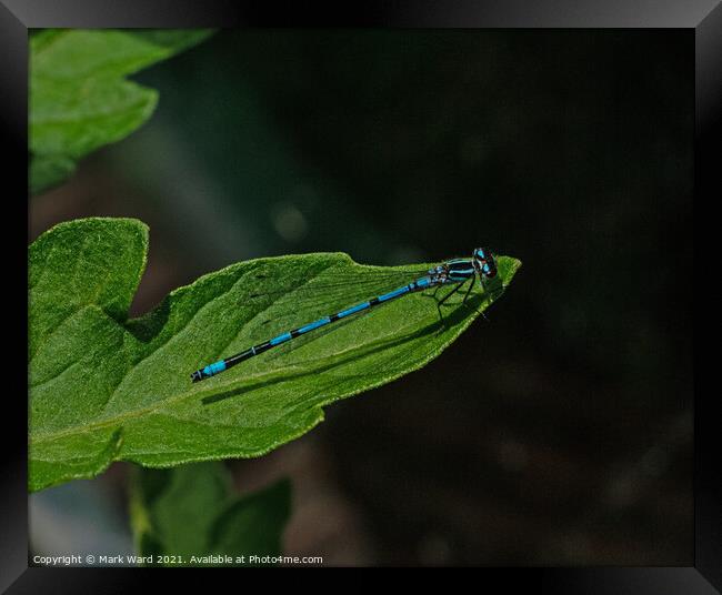 Damselfly. Framed Print by Mark Ward