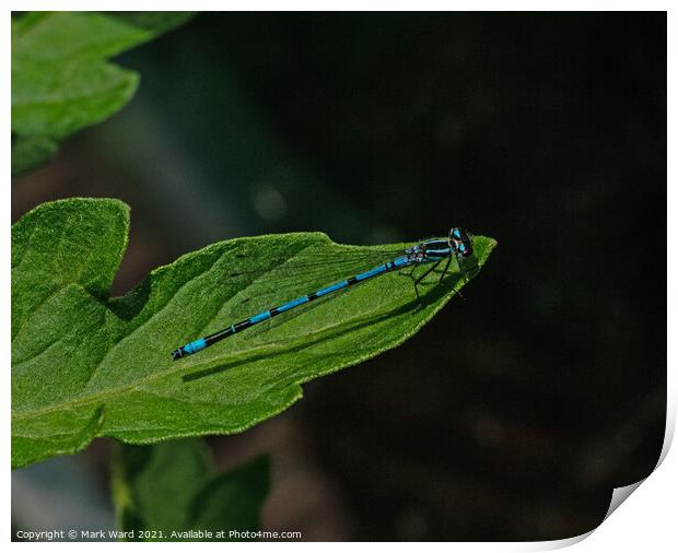 Damselfly. Print by Mark Ward