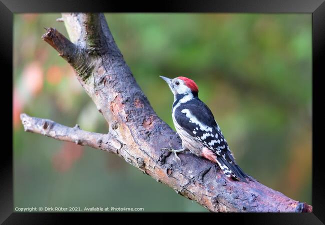 Middle Spotted Woodpecker (Dendrocoptes medius) Framed Print by Dirk Rüter