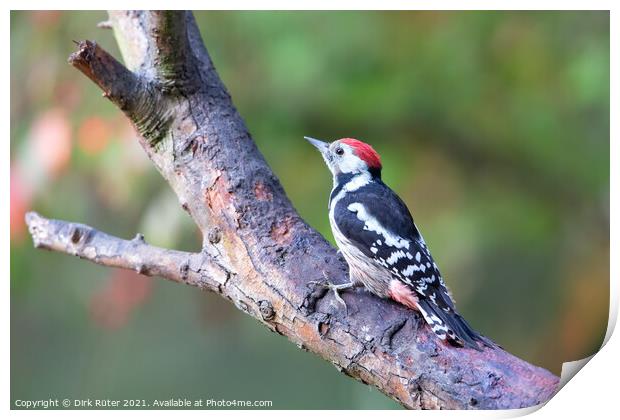 Middle Spotted Woodpecker (Dendrocoptes medius) Print by Dirk Rüter