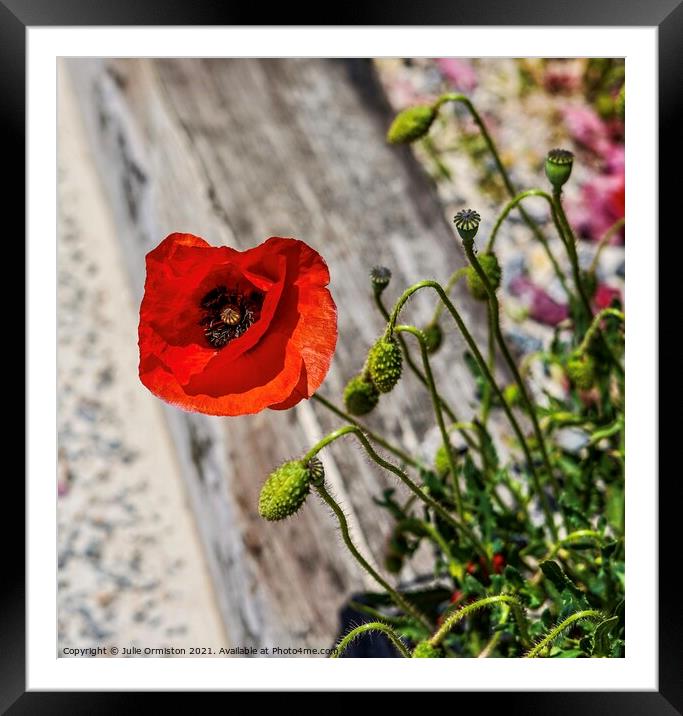 Wild Poppies Framed Mounted Print by Julie Ormiston