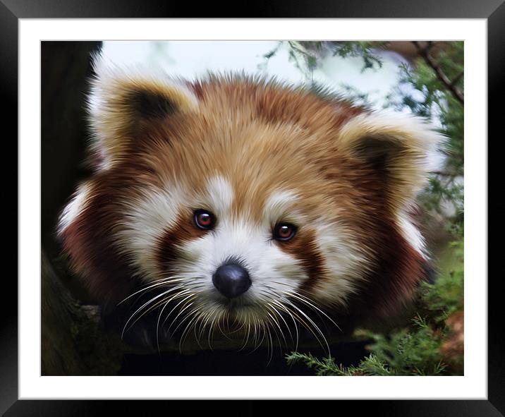 Red Panda, (Ailurus fulgens, or shining-cat) Framed Mounted Print by Mike Gorton