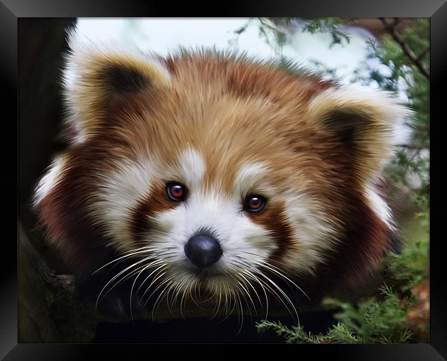 Red Panda, (Ailurus fulgens, or shining-cat) Framed Print by Mike Gorton