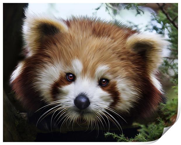 Red Panda, (Ailurus fulgens, or shining-cat) Print by Mike Gorton