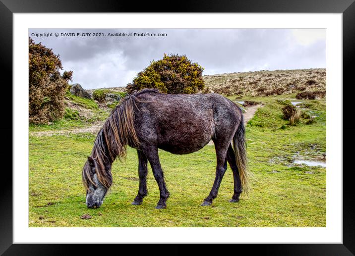 Grazing the moor Framed Mounted Print by DAVID FLORY