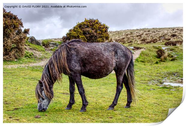 Grazing the moor Print by DAVID FLORY