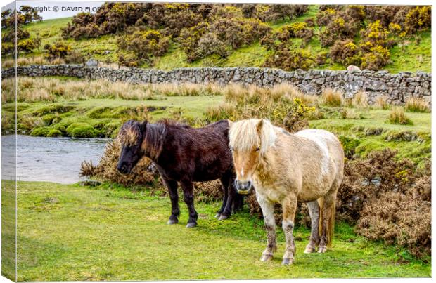 Look Doris, it's another photographer. Canvas Print by DAVID FLORY