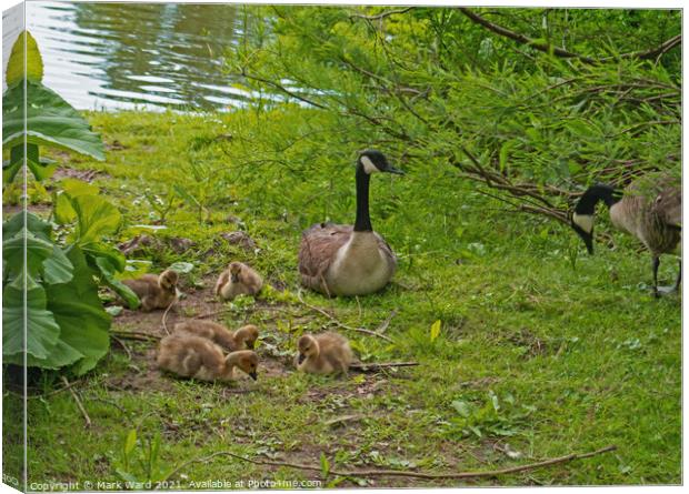 Canada Geese with Goslings Canvas Print by Mark Ward
