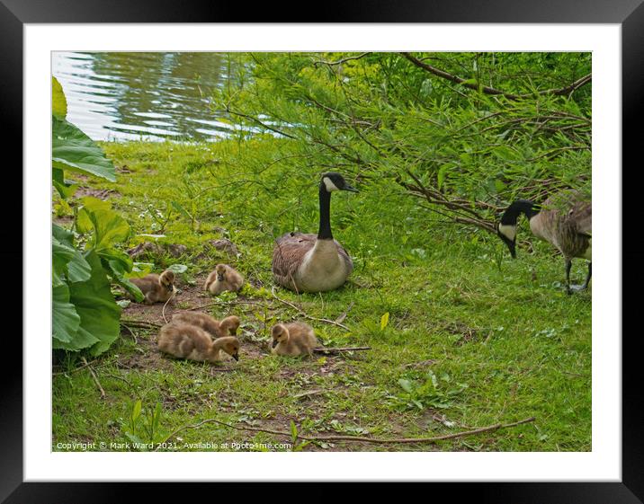 Canada Geese with Goslings Framed Mounted Print by Mark Ward
