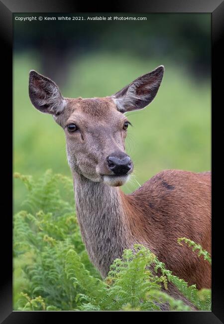 Young deer chewing grass Framed Print by Kevin White