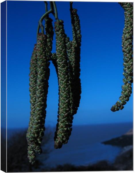 Catkins in Blue. Canvas Print by Heather Goodwin