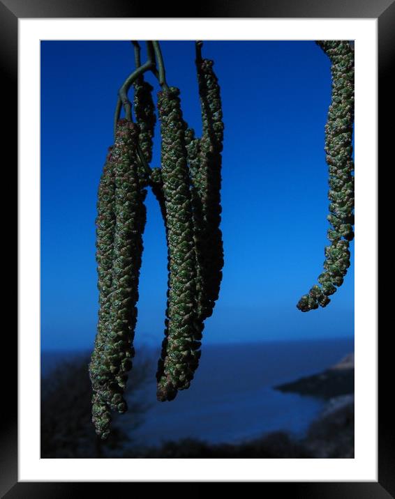 Catkins in Blue. Framed Mounted Print by Heather Goodwin