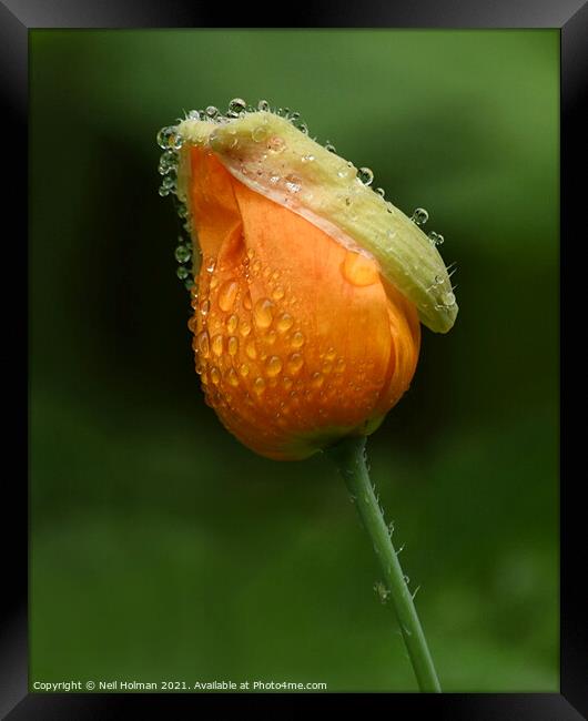 Orange Poppy Framed Print by Neil Holman