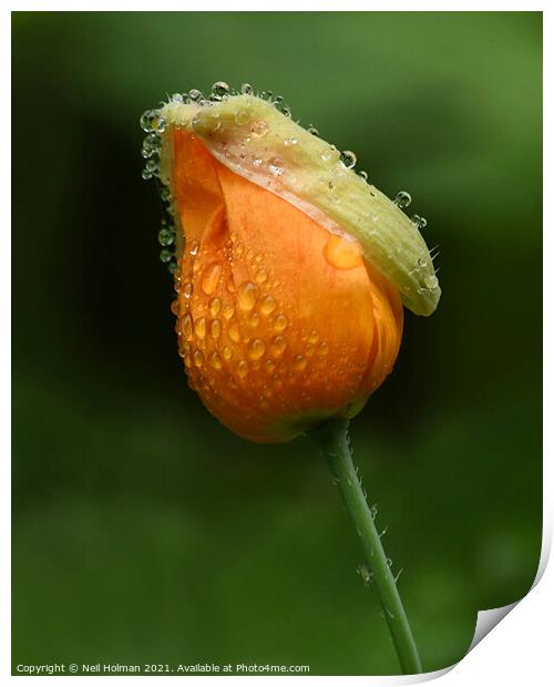 Orange Poppy Print by Neil Holman
