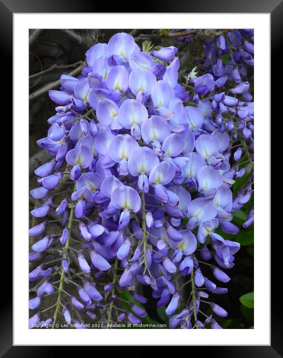 Wisteria Framed Mounted Print by Les Schofield