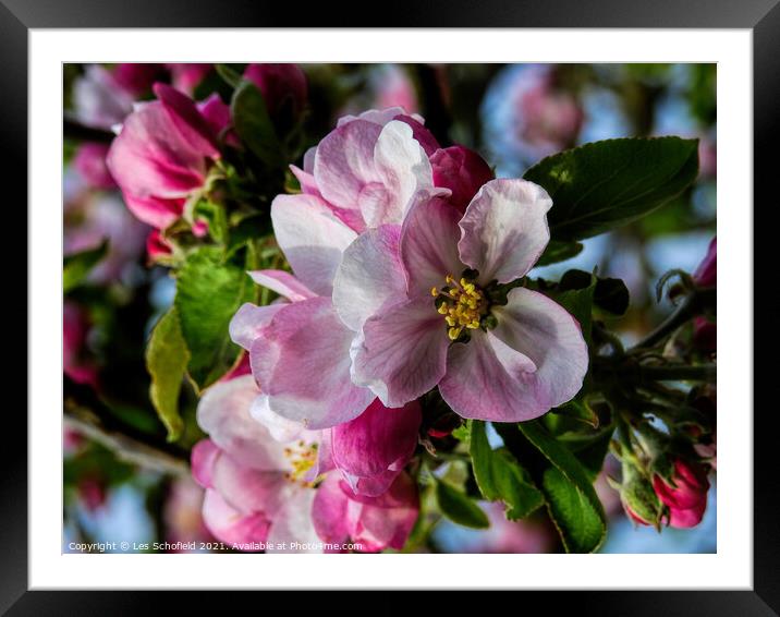 Apple Blossom Framed Mounted Print by Les Schofield