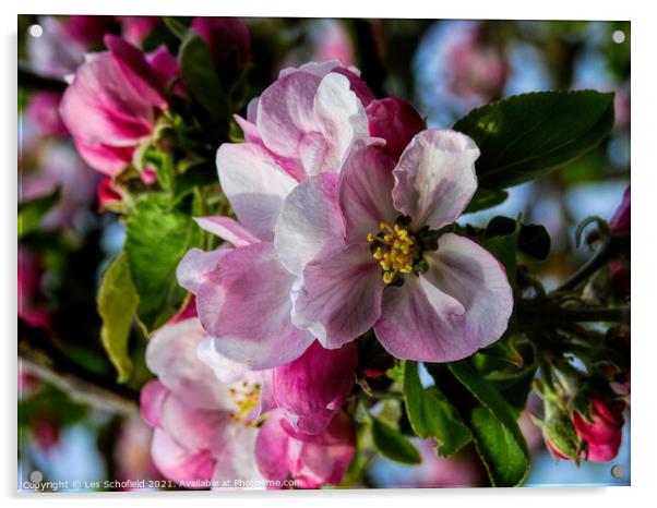 Apple Blossom Acrylic by Les Schofield
