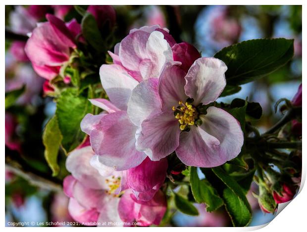 Apple Blossom Print by Les Schofield