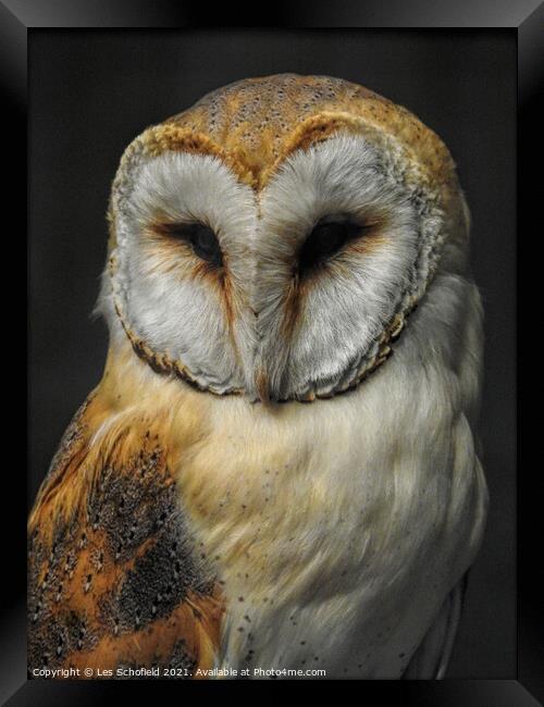 Barn Owl Framed Print by Les Schofield