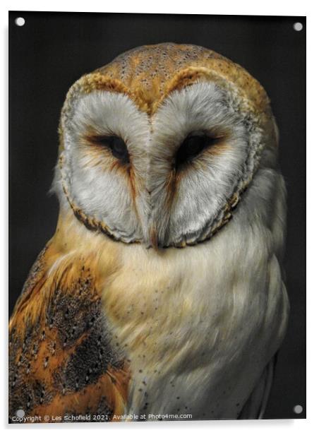 Barn Owl Acrylic by Les Schofield