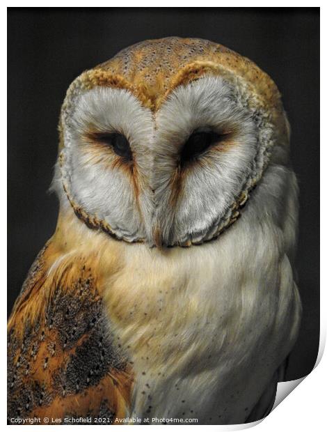 Barn Owl Print by Les Schofield