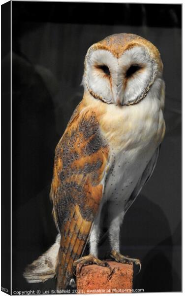 Barn owl Canvas Print by Les Schofield