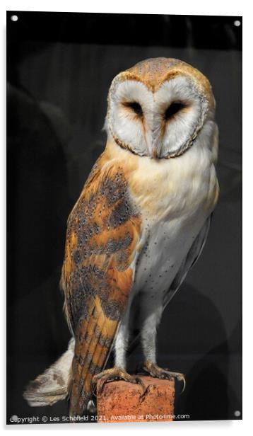 Barn owl Acrylic by Les Schofield