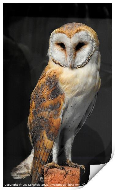 Barn owl Print by Les Schofield