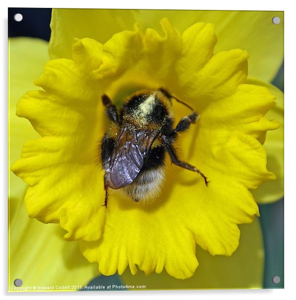 Pollen quest Acrylic by Howard Corlett
