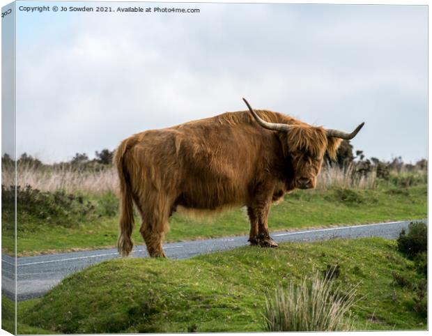 Highland Cow, Dartmoor Canvas Print by Jo Sowden